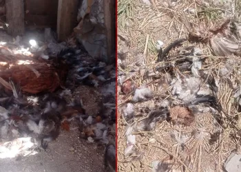 Sokak köpekleri 40 tavuğu telef etti