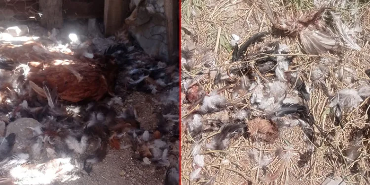 Sokak köpekleri 40 tavuğu telef etti