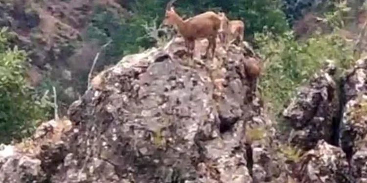 Yabani keçiler kayalık üzerinde görüntülendi