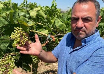 Aşırı sıcaklar üzüm tanelerini yaktı