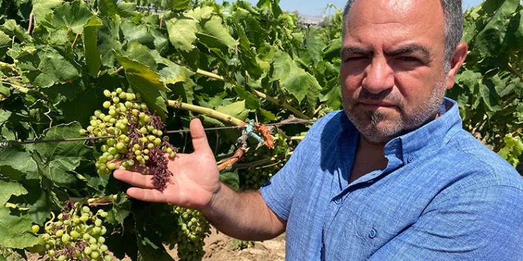 Aşırı sıcaklar üzüm tanelerini yaktı