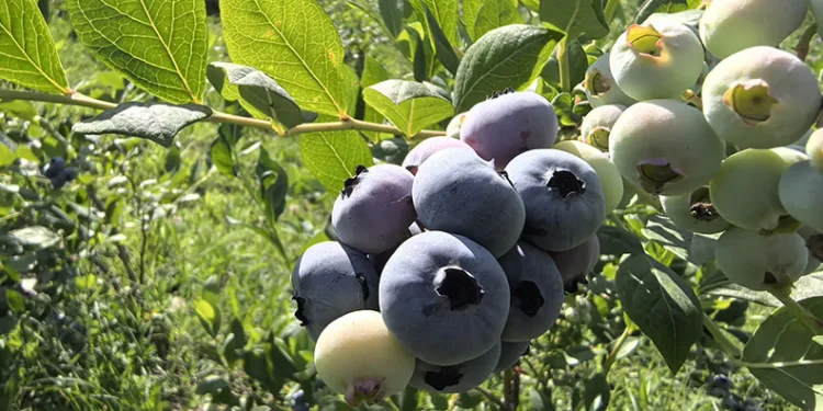 İnegöl’den 5 ülkeye yaban mersini ihracatı