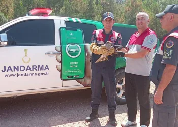 Yaralı kılıç kanat şahine jandarmadan şefkat eli