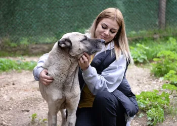 Bursa’da başıboş köpekler konusunda örnek çalışma
