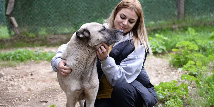Bursa’da başıboş köpekler konusunda örnek çalışma