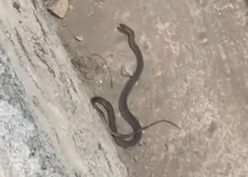 Uzmanından yılan açıklaması