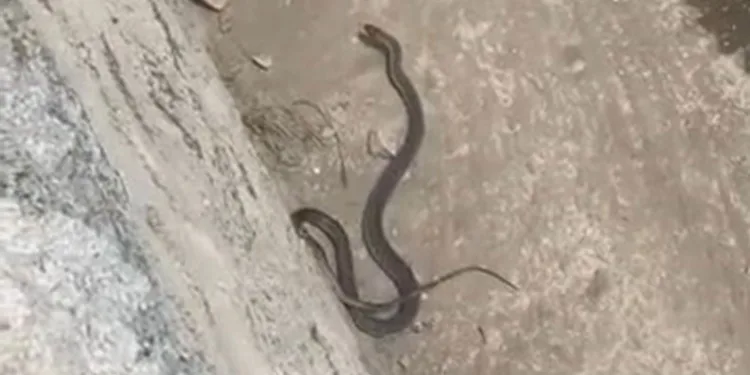 Uzmanından yılan açıklaması