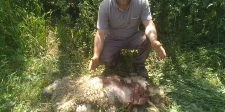 Başıboş köpekler 9 küçükbaş hayvanı parçaladı