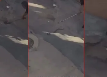 Bursa’da yılan paniği