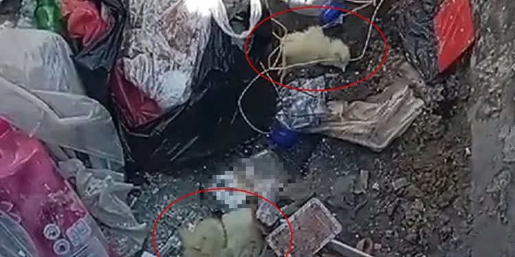 Canlı civcivi çöpe attılar