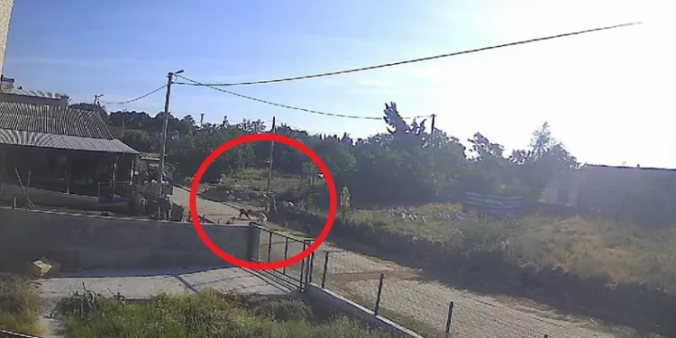 Bandırma’da başıboş köpek dehşeti