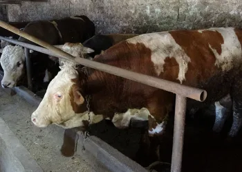 Fiyatı 2. el otomobille yarışıyor