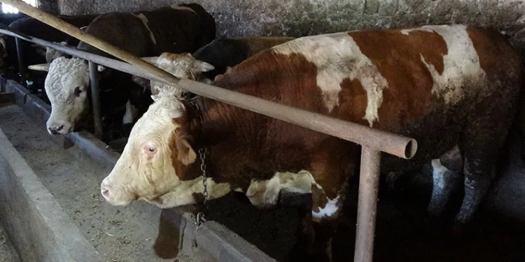 Fiyatı 2. el otomobille yarışıyor