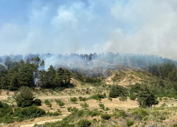 Çanakkale’de orman yangını