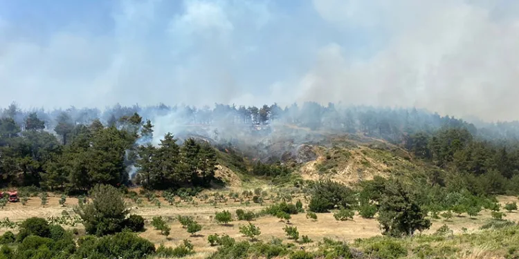 Çanakkale’de orman yangını