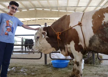 Kurban pazarının en büyük tosunu