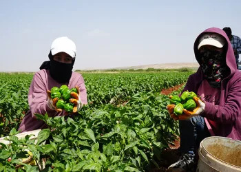 Kilis’te kavurucu sıcak altında en acı hasat