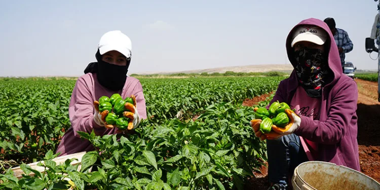 Kilis’te kavurucu sıcak altında en acı hasat