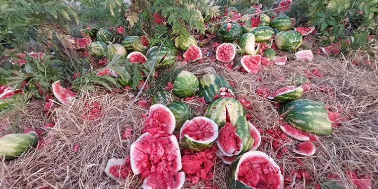 Samsun’da ırmak kenarına karpuz döken firmaya 14 bin 430 TL ceza