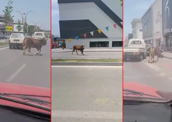 Bursa’da kurbanlık firarda