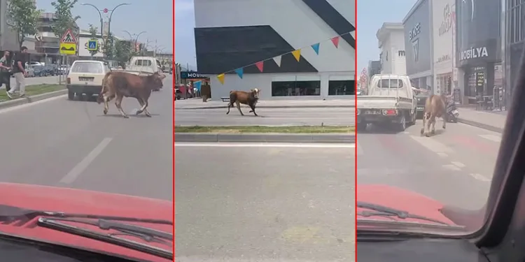 Bursa’da kurbanlık firarda