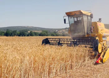 Menteşe’de ‘Karakılçık Buğday’ hasadı