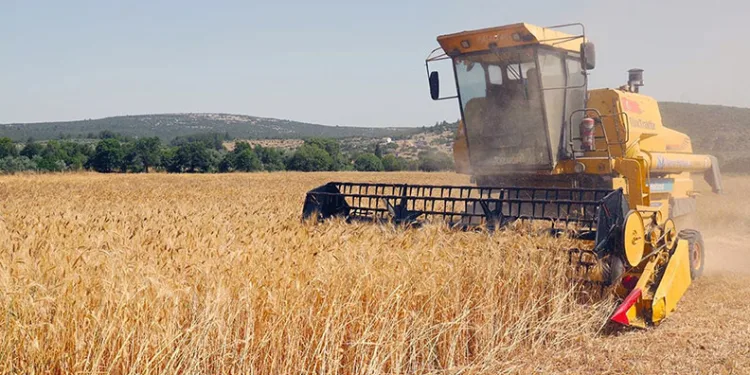 Menteşe’de ‘Karakılçık Buğday’ hasadı