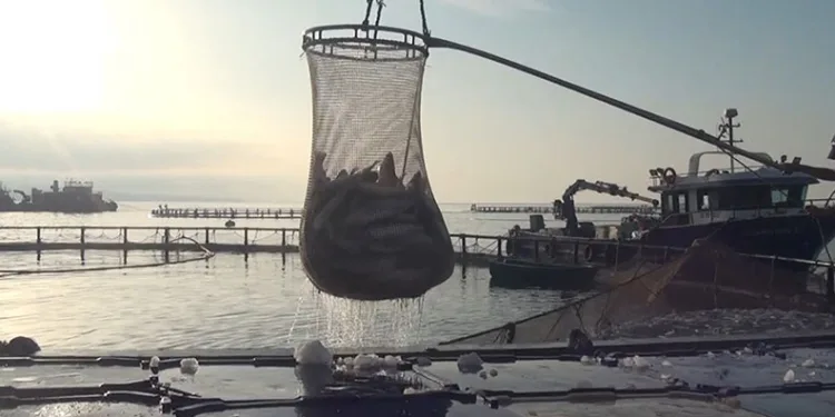 Sinop’tan Türk somonu ihracatı