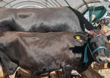 Kurban Bayramı’nda kene riski artıyor