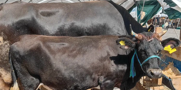 Kurban Bayramı’nda kene riski artıyor