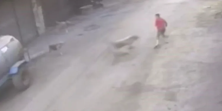 Adana’da 14 yaşındaki çocuk başıboş köpeklerin saldırısına uğradı