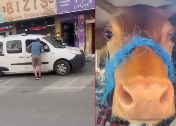 Bursa’da kurbanlık danayı arka koltukta getirdi