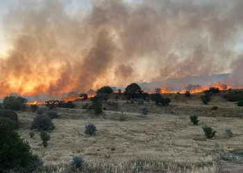 Mardin’de ormanlık alanda çıkan yangın söndürüldü