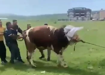 İpini koparan boğa dehşet saçtı