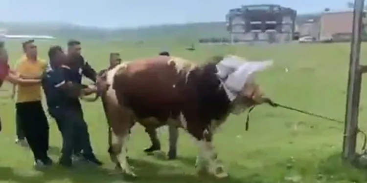İpini koparan boğa dehşet saçtı