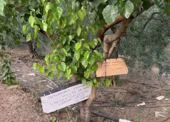 Bu ağaçtan dut yemek helal