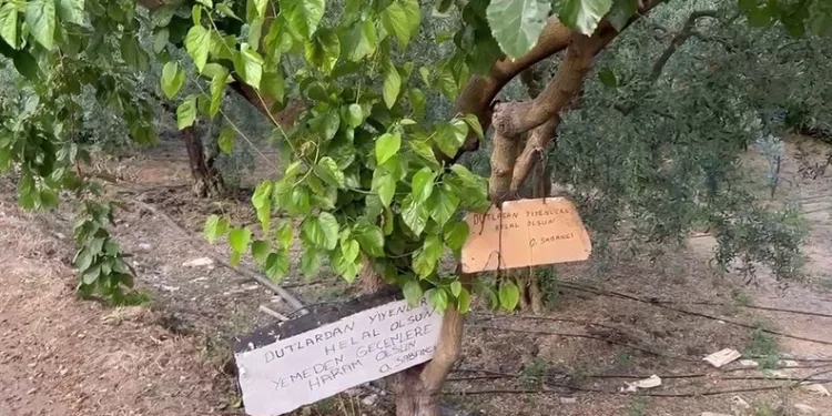 Bu ağaçtan dut yemek helal