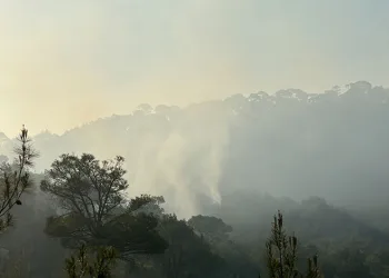 Uşak’ta ormanlık alanda yangın