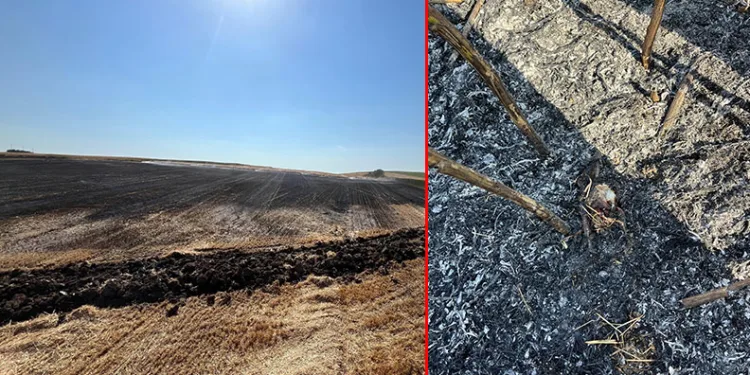 Elektrik direğine çarpan kuş tarlayı yaktı