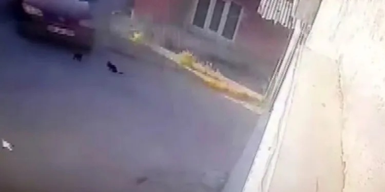 Yavru kediler otomobilin altında can verdi