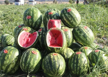 Coğrafi işaretli karpuzda hasat başladı