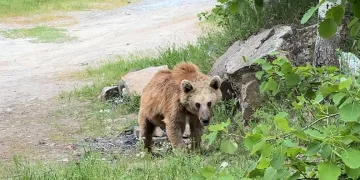 Maskot ayılar ziyaretçilerin korkulu rüyası oldu