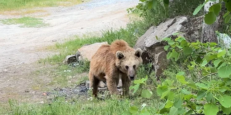 Maskot ayılar ziyaretçilerin korkulu rüyası oldu