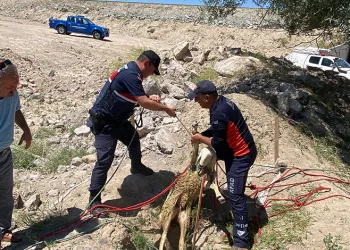 Yolcunun çay molası kuyuya düşen koyunu kurtardı
