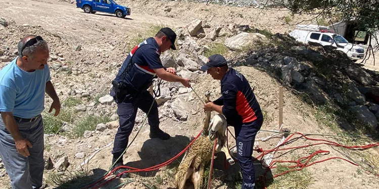 Yolcunun çay molası kuyuya düşen koyunu kurtardı
