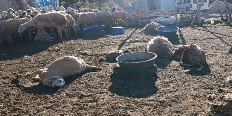Malatya’da ağıla giren kurt 8 koyunu telef etti