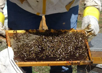 Tescilli Zara Balı’nın rekoltesinde artış bekleniyor