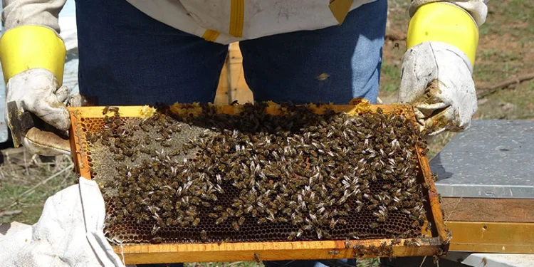 Tescilli Zara Balı’nın rekoltesinde artış bekleniyor