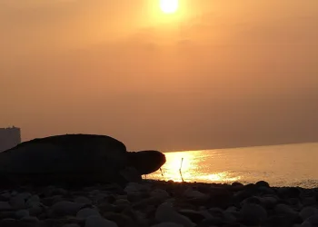 Deniz kaplumbağaları yumurta bırakmaya başladı