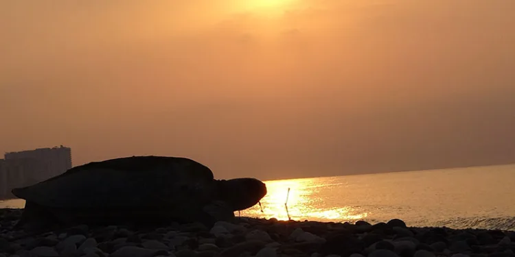 Deniz kaplumbağaları yumurta bırakmaya başladı